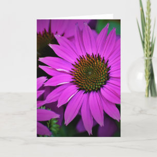 Coneflower, card