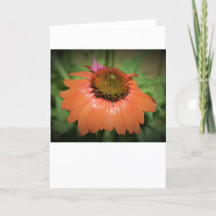 Coneflower, card