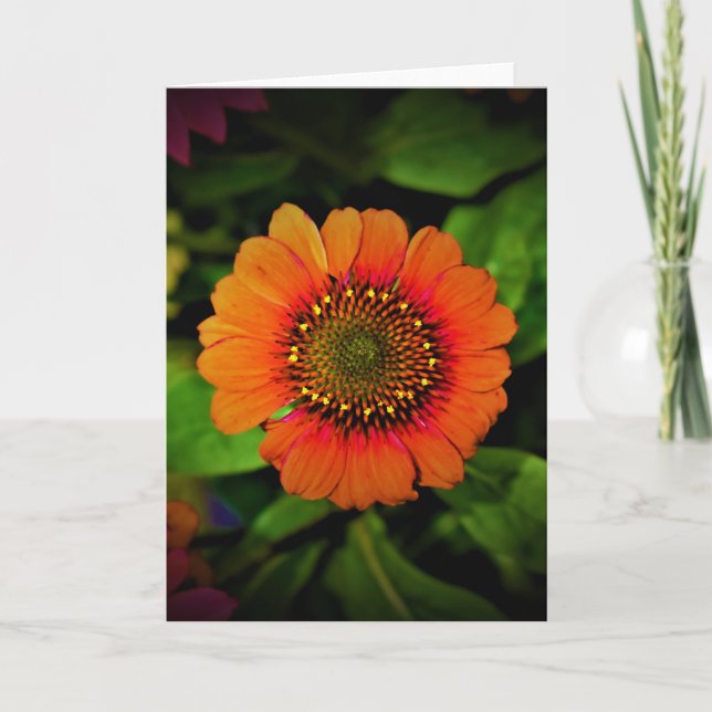 Coneflower, card (Front)
