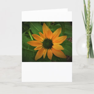 Coneflower, card