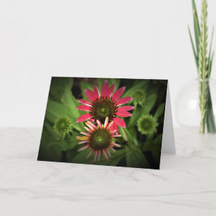 Coneflower, card