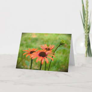 Coneflower, card