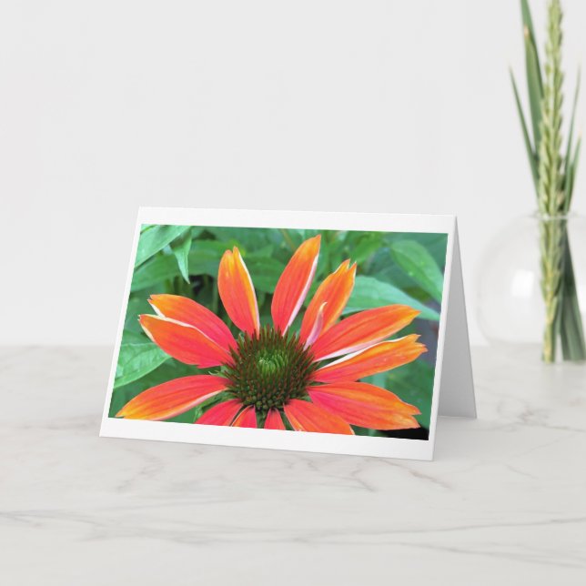 Coneflower, card (Front)
