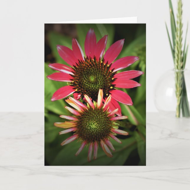 Coneflower, card (Front)