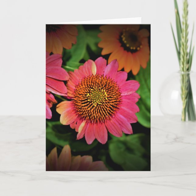 Coneflower, card (Front)