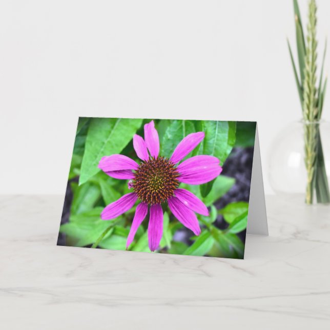 Coneflower, card (Front)