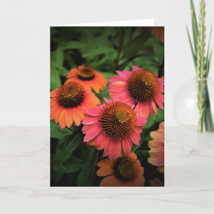 Coneflower, card