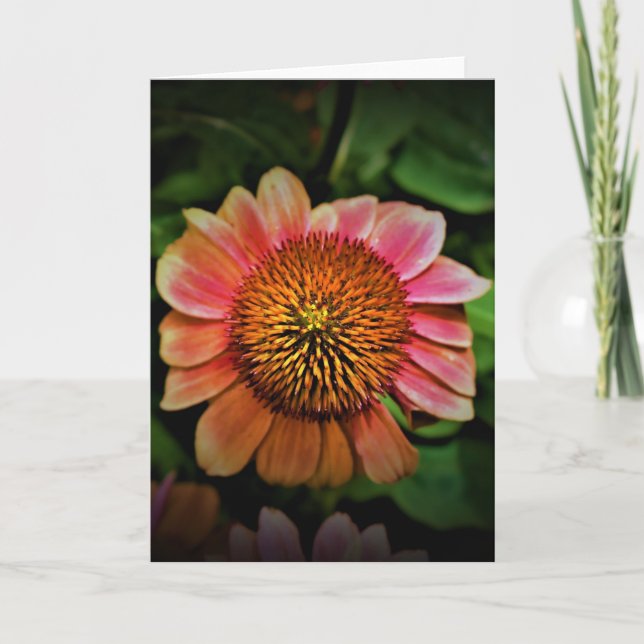 Coneflower, card (Front)