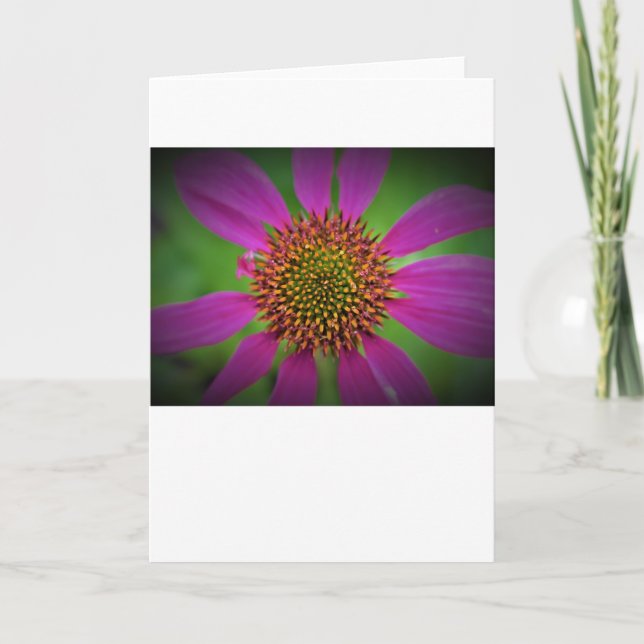Coneflower, card (Front)
