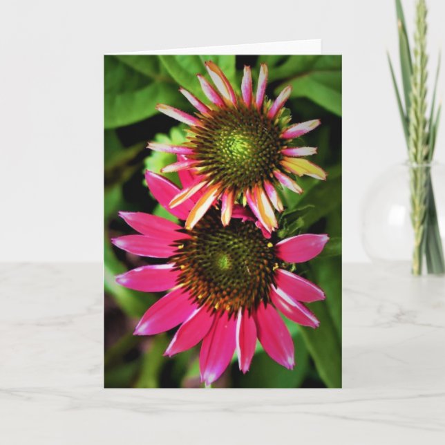 Coneflower, card (Front)