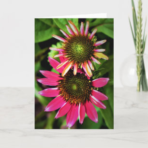 Coneflower, card