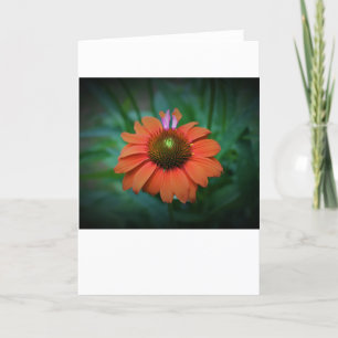 Coneflower, card