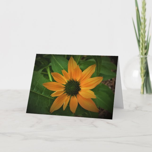 Coneflower, card (Front)