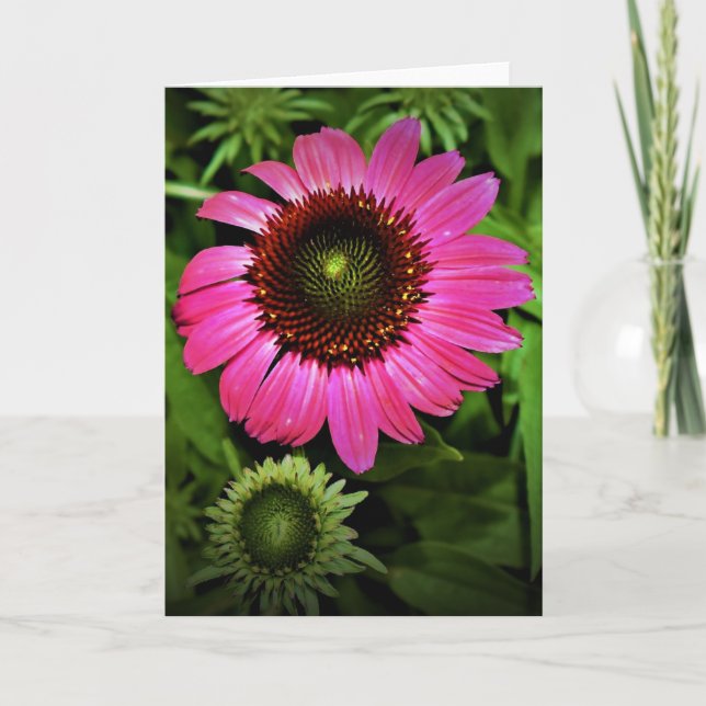 Coneflower, card (Front)