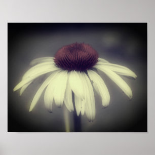 Coneflower Daisy Black And White Partial Colour  Poster