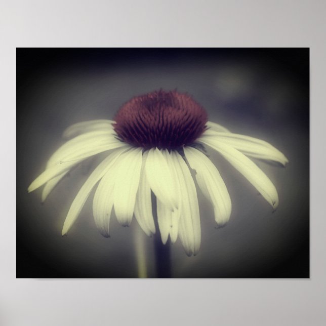 Coneflower Daisy Black And White Partial Colour  Poster (Front)