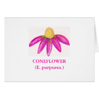 CONEFLOWER(E. purpurea.)