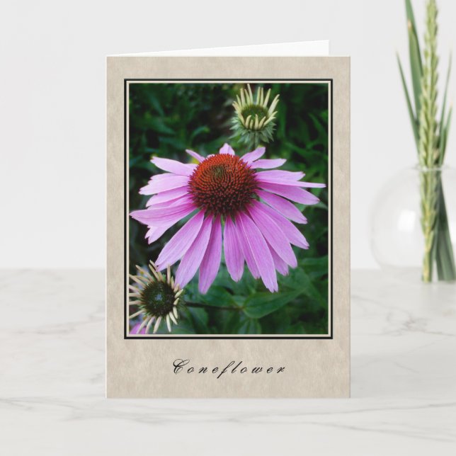 Coneflower - Floral Series Card (Front)