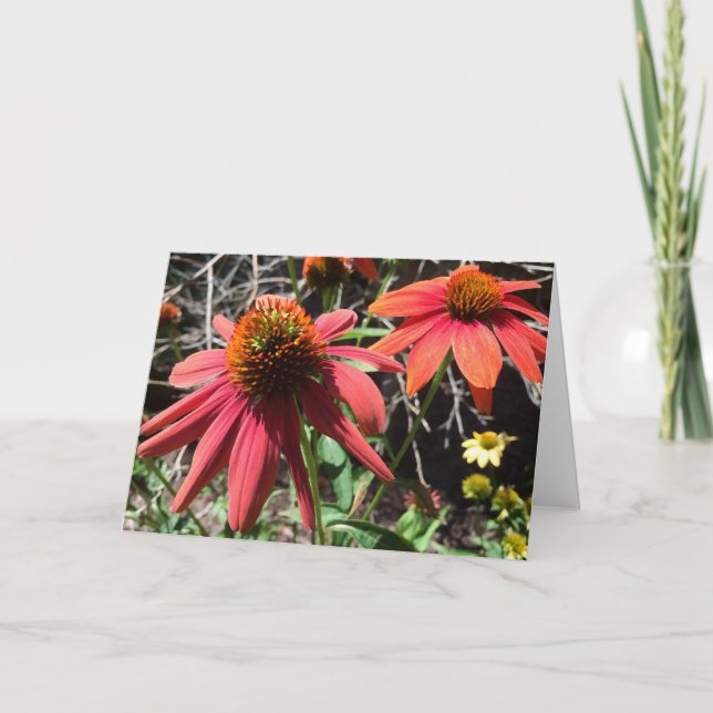 Coneflower Greeting Card (Front)