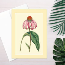 Coneflower Illustration Blank