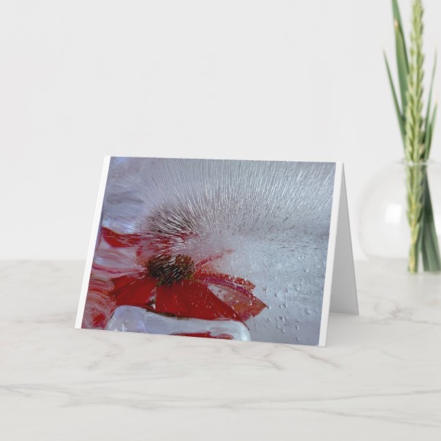 Coneflower in Ice, Card (Front)