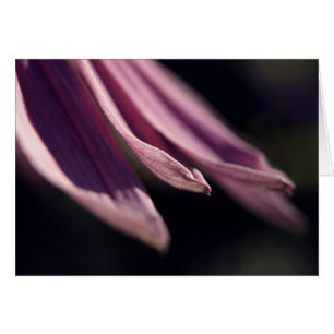 Coneflower Petals Card