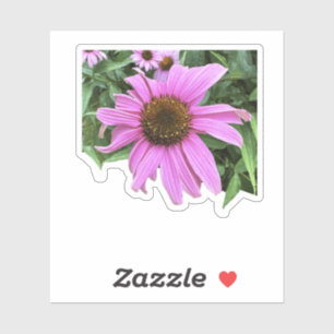 Coneflower pink purple daisy flower with leaves