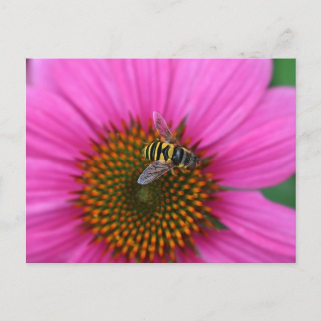 Coneflower  postcard (Front)