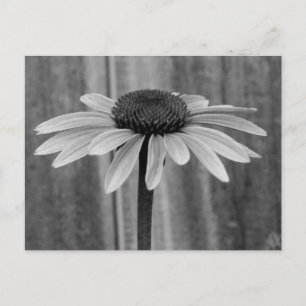 Coneflower Postcard