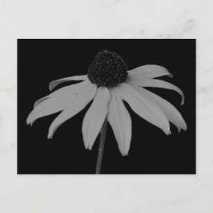 Coneflower Postcard