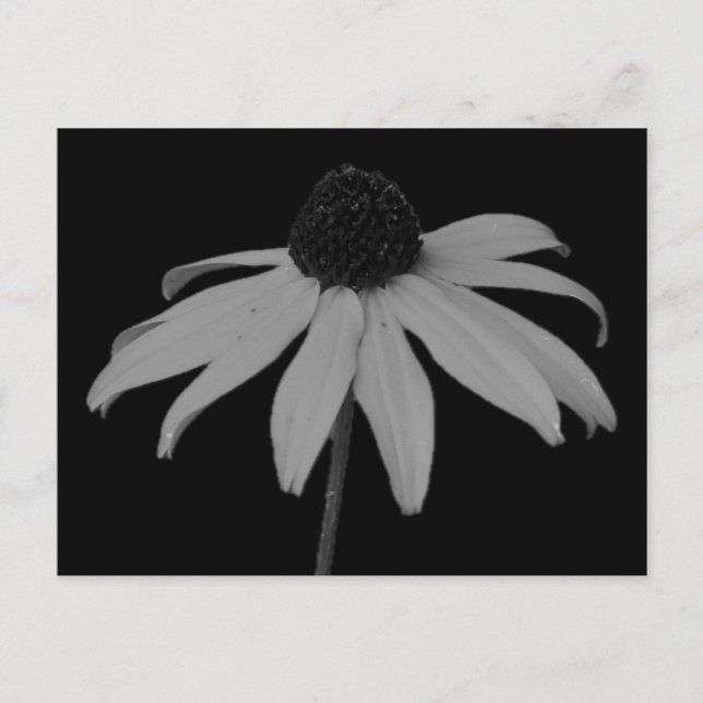 Coneflower Postcard (Front)