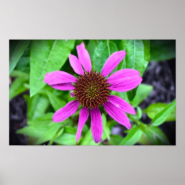Coneflower, Poster (Front)