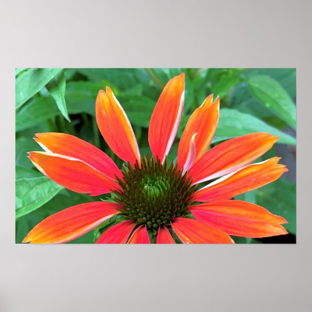 Coneflower, Poster (Front)