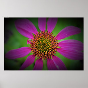 Coneflower, Poster