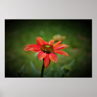 Coneflower,