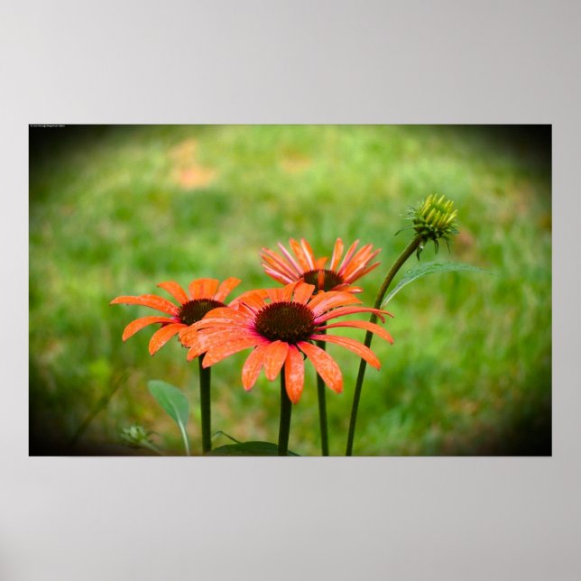Coneflower, Poster (Front)