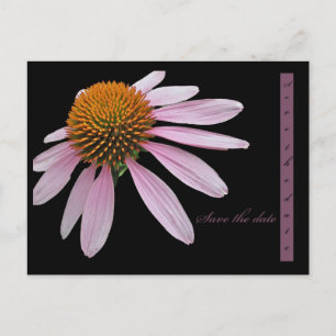 Coneflower Save the Date Announcement Postcard