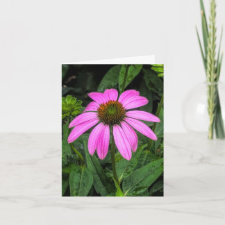 Coneflower @ Stenton House Museum & Garden Thank You Card