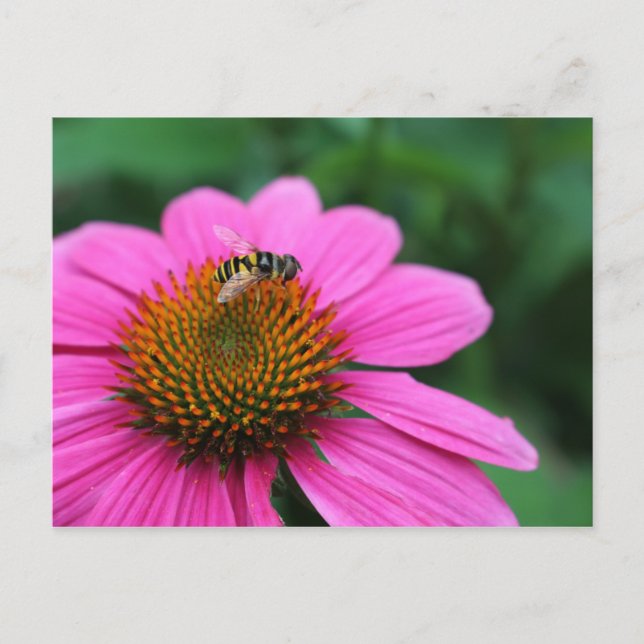 Coneflower with Bee postcard (Front)