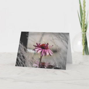 Coneflowers Card