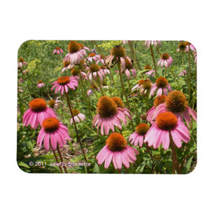 Coneflowers Flexi Magnet