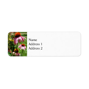 Coneflowers in Garden