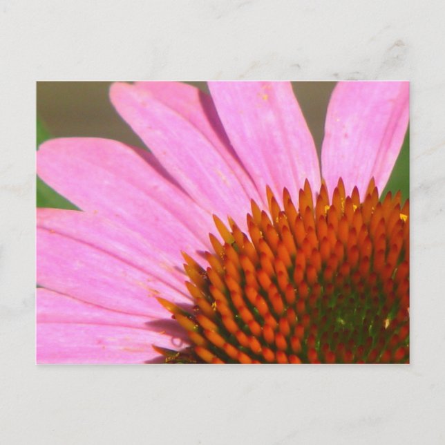 Coneflowers Postcard (Front)