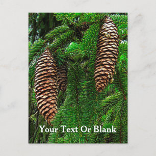 Cones And Needles Postcard