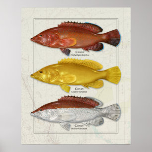 Coney Grouper with Colour Variations Poster