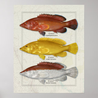 Coney Grouper with Colour Variations Poster