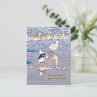 Coney Island Seagulls Postcard