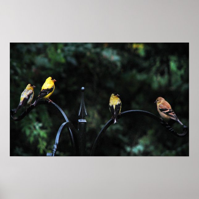 Conference of the Birds Poster (Front)