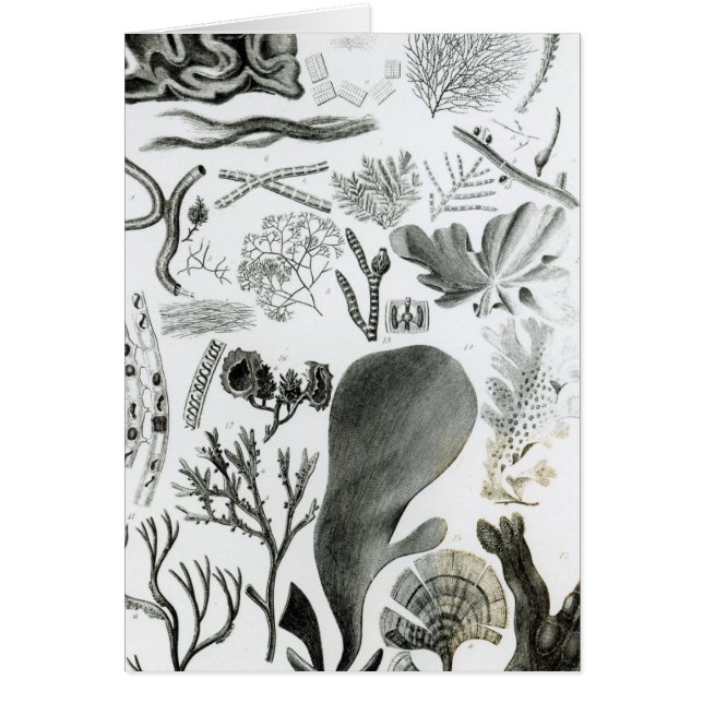 Conferra Fucus (Front)