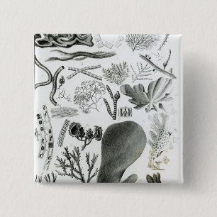 Conferra Fucus 15 Cm Square Badge